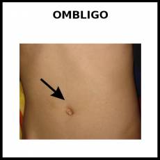 OMBLIGO - Foto