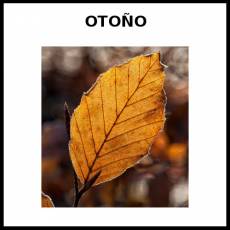 OTOÑO - Foto