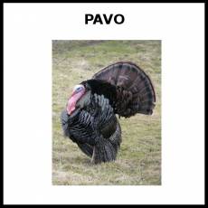 PAVO - Foto