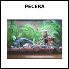 PECERA - Foto