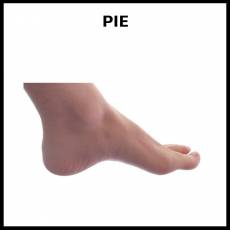 PIE - Foto