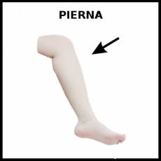 PIERNA - Foto