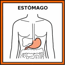 ESTÓMAGO - Pictograma (color)