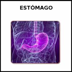 ESTÓMAGO - Foto