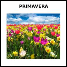 PRIMAVERA - Foto