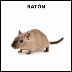 RATÓN (ANIMAL) - Foto