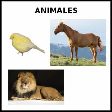 ANIMALES - Foto
