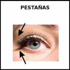 PESTAÑAS - Foto