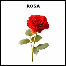 ROSA (FLOR) - Foto
