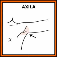 AXILA - Pictograma (color)