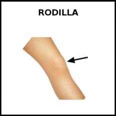 RODILLA - Foto