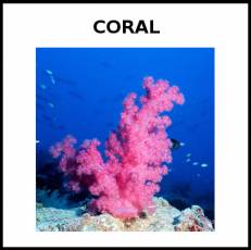 CORAL (ANIMAL) - Foto