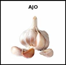 AJO - Foto