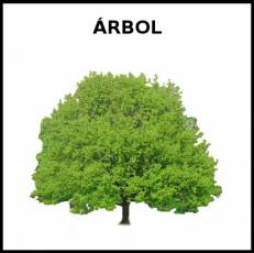 ÁRBOL - Foto