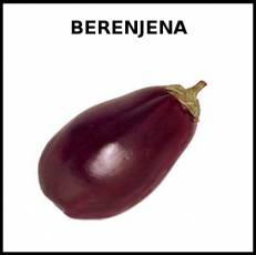 BERENJENA - Foto
