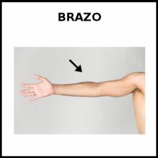 BRAZO - Foto