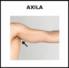 AXILA - Foto