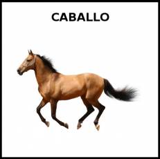 CABALLO - Foto