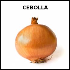 CEBOLLA - Foto