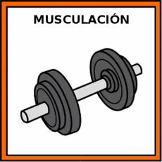 MUSCULACIÓN - Pictograma (color)