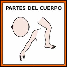PARTES DEL CUERPO - Pictograma (color)