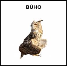 BÚHO - Foto