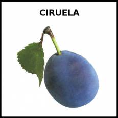 CIRUELA - Foto