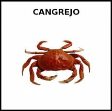 CANGREJO - Foto