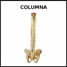 COLUMNA (VERTEBRAL) - Foto