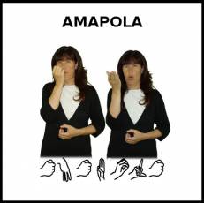 AMAPOLA - Signo