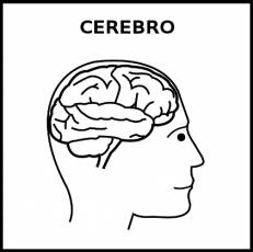 CEREBRO - Pictograma (blanco y negro)