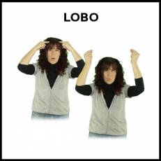 LOBO - Signo