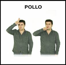 POLLO - Signo