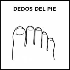 DEDOS DEL PIE - Pictograma (blanco y negro)
