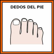 DEDOS DEL PIE - Pictograma (color)