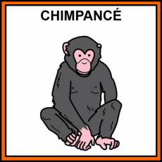 CHIMPANCÉ - Pictograma (color)