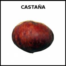 CASTAÑA - Foto