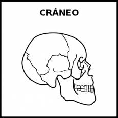 CRÁNEO - Pictograma (blanco y negro)