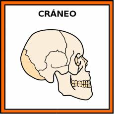 CRÁNEO - Pictograma (color)