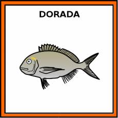 DORADA (ANIMAL) - Pictograma (color)