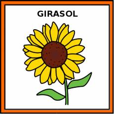 GIRASOL - Pictograma (color)