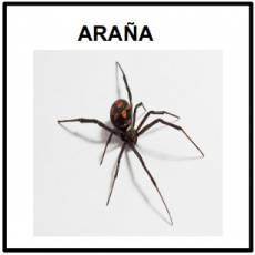 ARAÑA - Foto