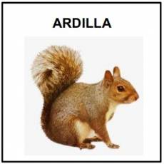 ARDILLA - Foto