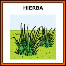 HIERBA - Pictograma (color)