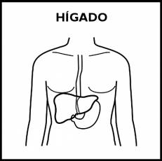 HÍGADO (ÓRGANO) - Pictograma (blanco y negro)
