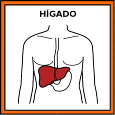 HÍGADO (ÓRGANO) - Pictograma (color)