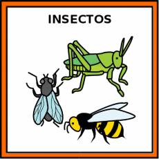 INSECTOS - Pictograma (color)