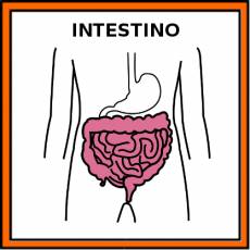 INTESTINO - Pictograma (color)