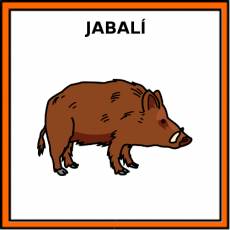 JABALÍ - Pictograma (color)