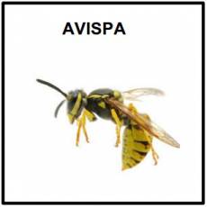 AVISPA - Foto